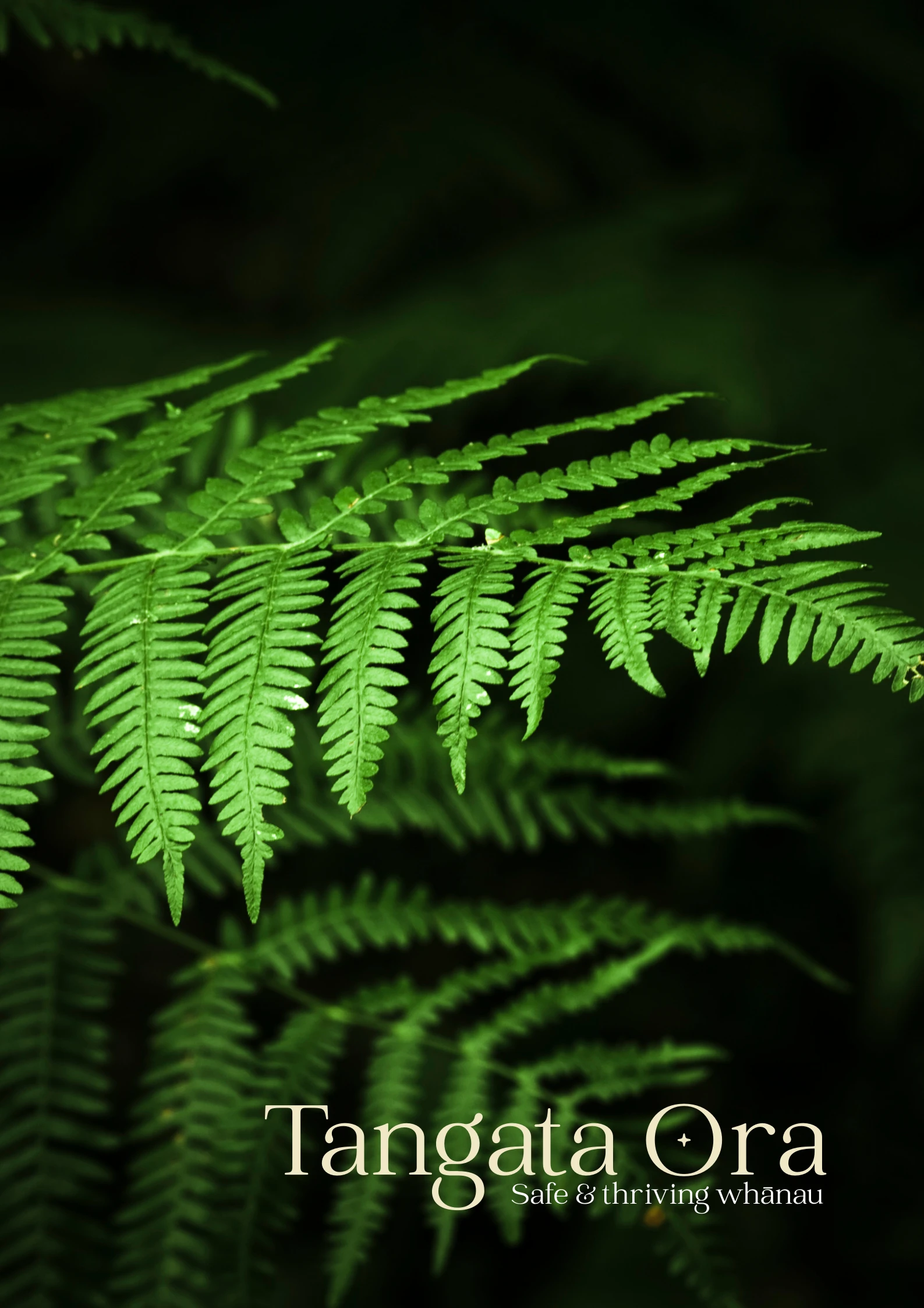 Web Version (2)